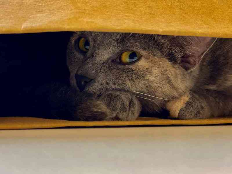 Regal Cat Cafe